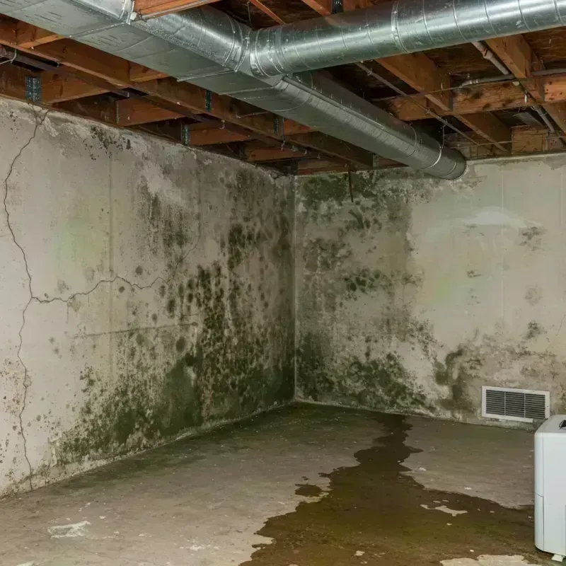 Professional Mold Removal in West View, PA